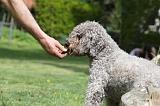 LAGOTTO CAVAGE 066